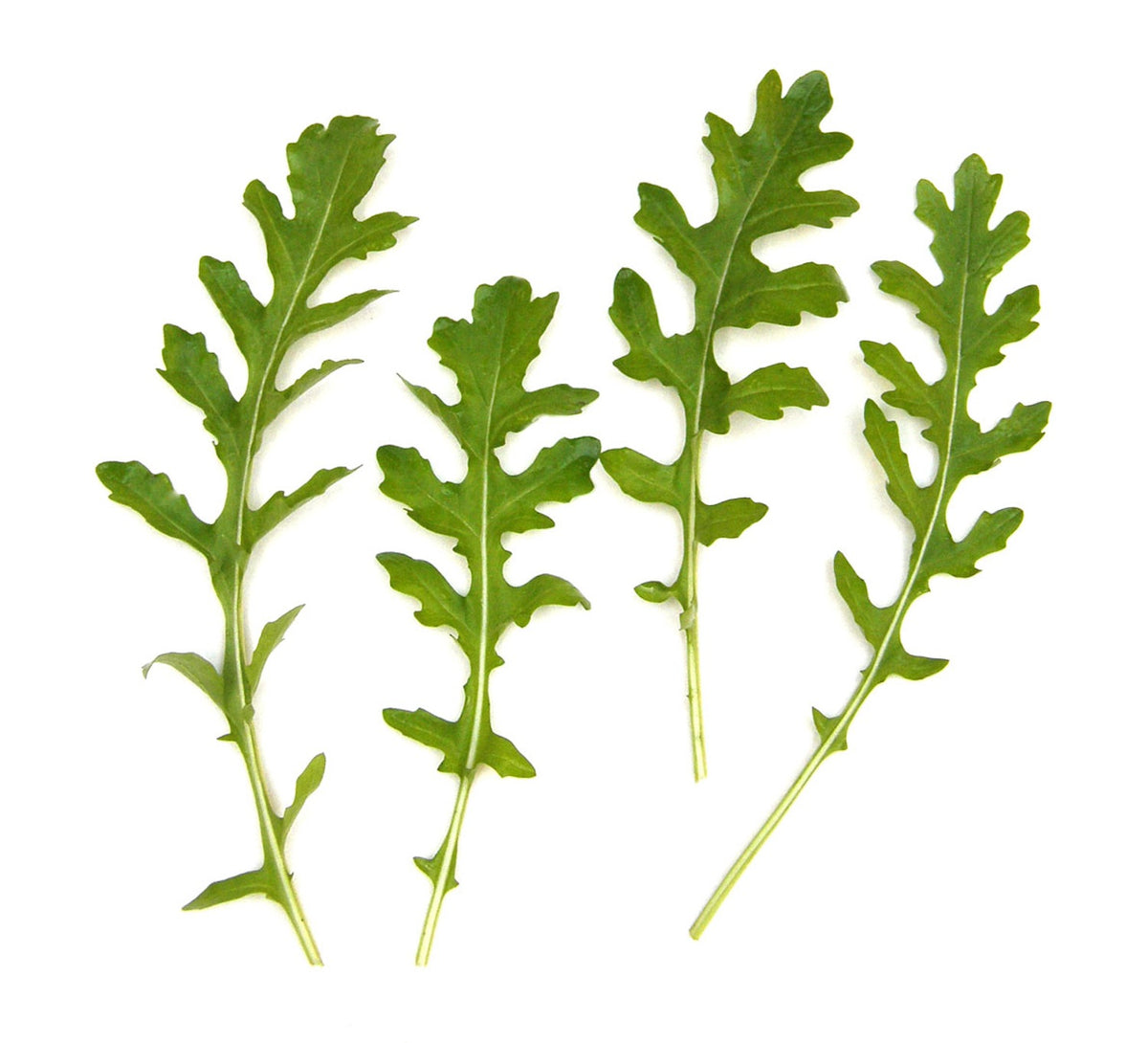 Salad Herbs - Runway Arugula