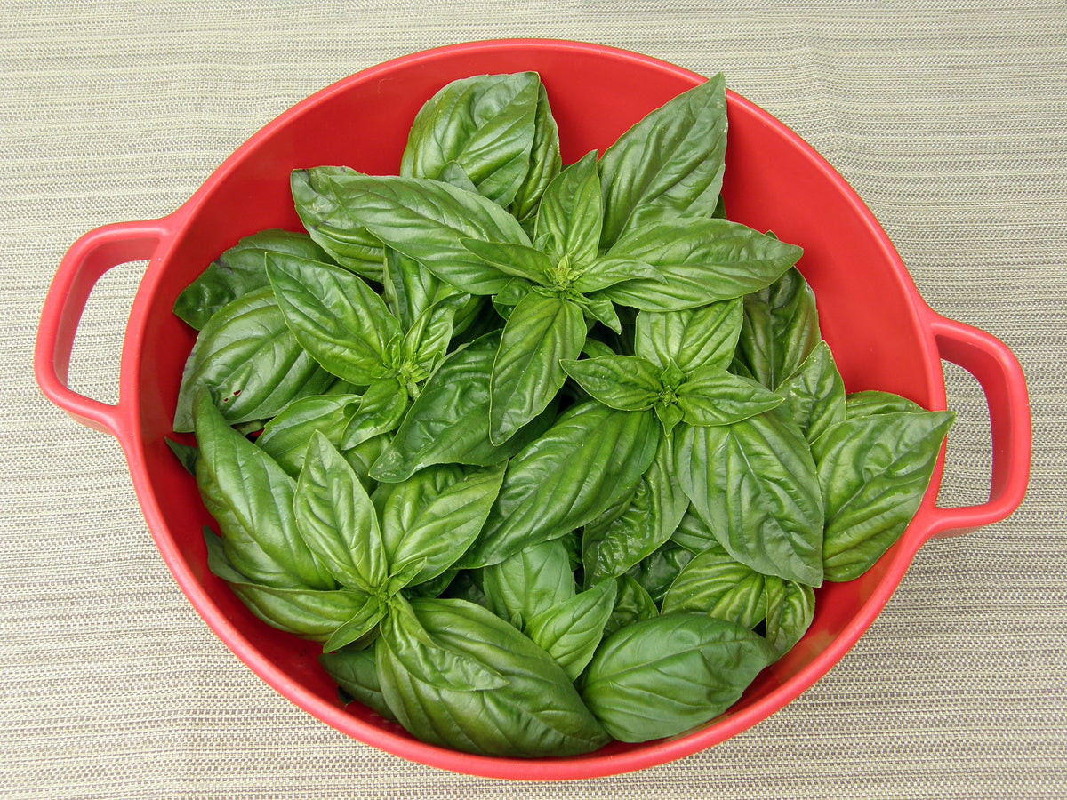 Bolognese Basil - Aurelia