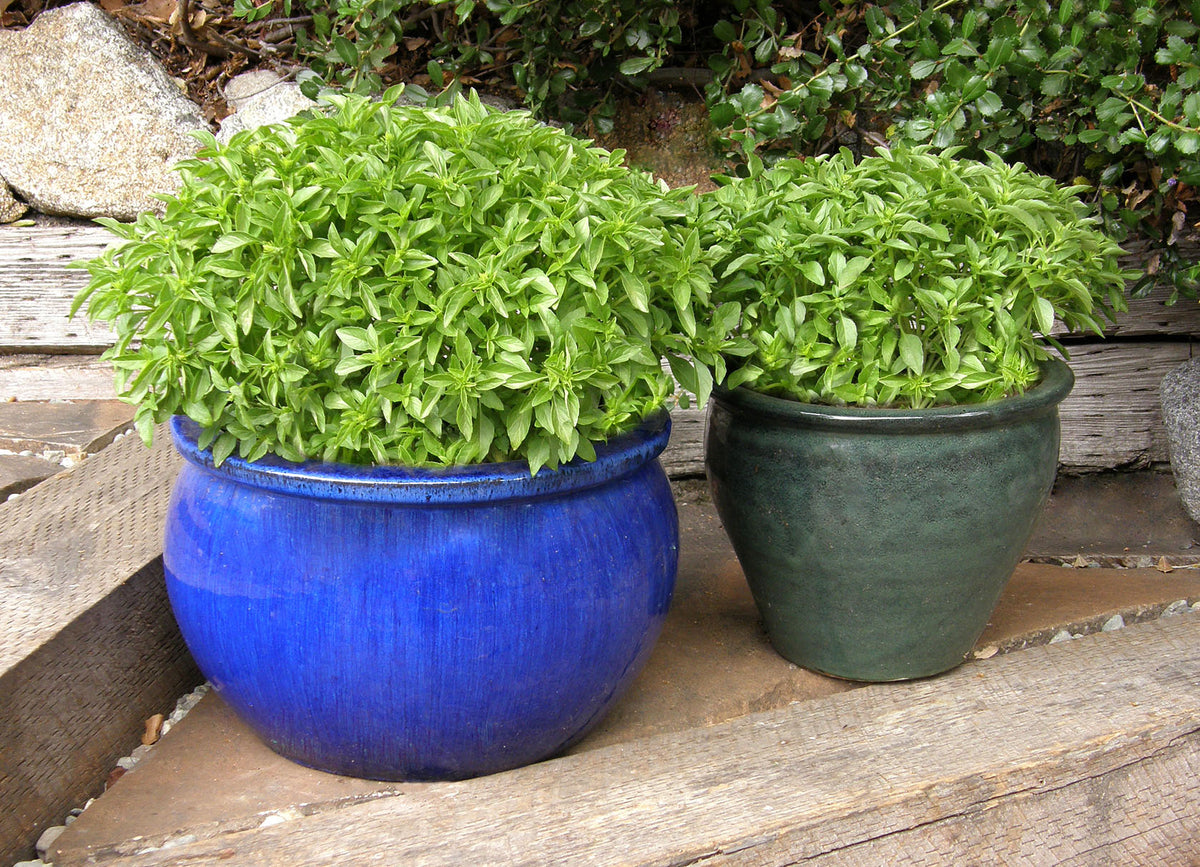 Kitchen Herbs - Windowbox Mini Basil