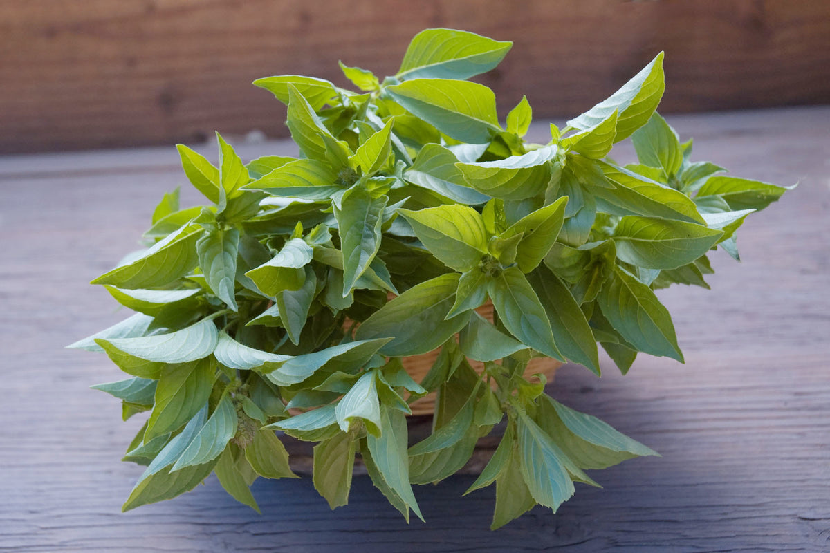 Heirloom Herbs - Mrs. Burns' Lemon Basil