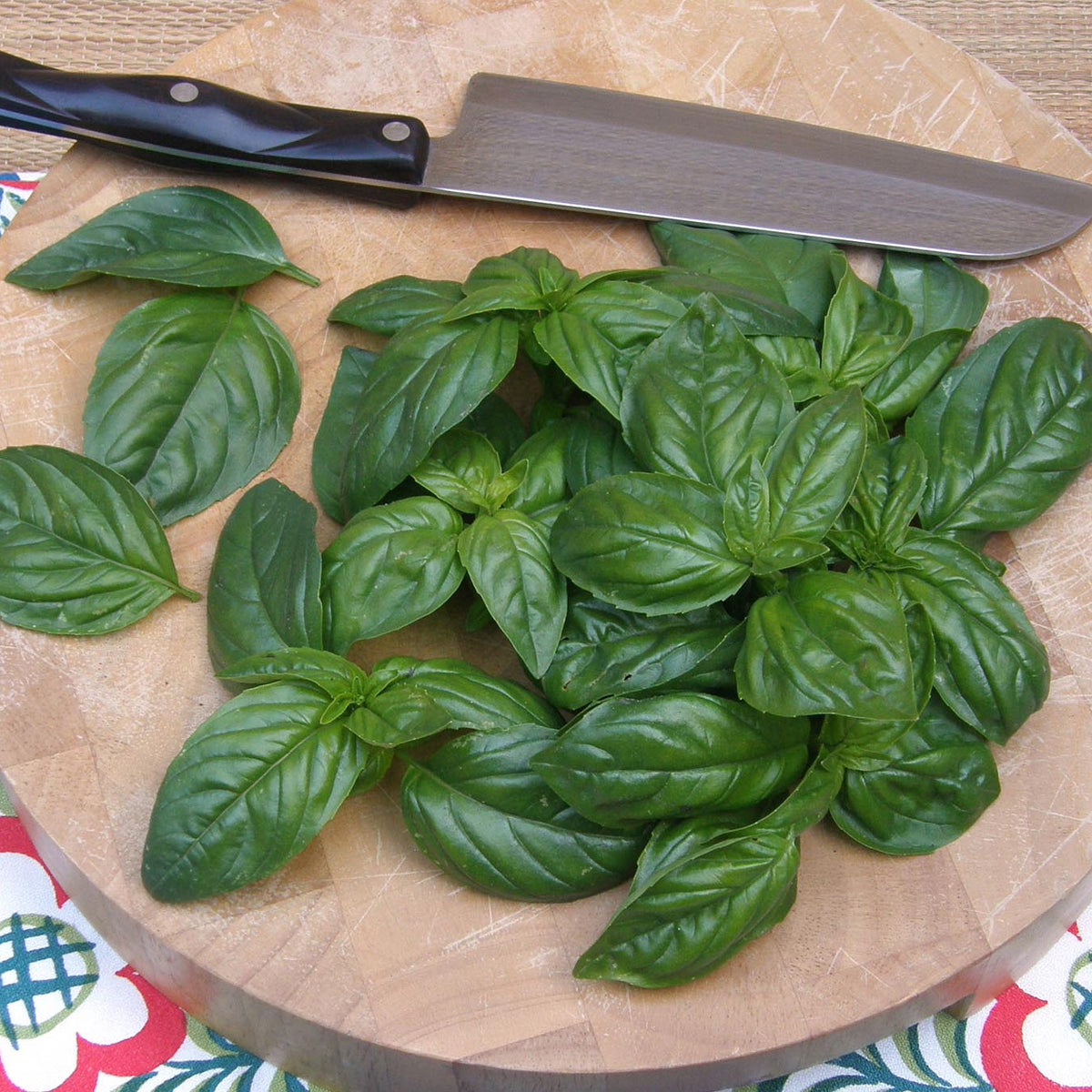 Kitchen Herbs - Italian Pesto Basil