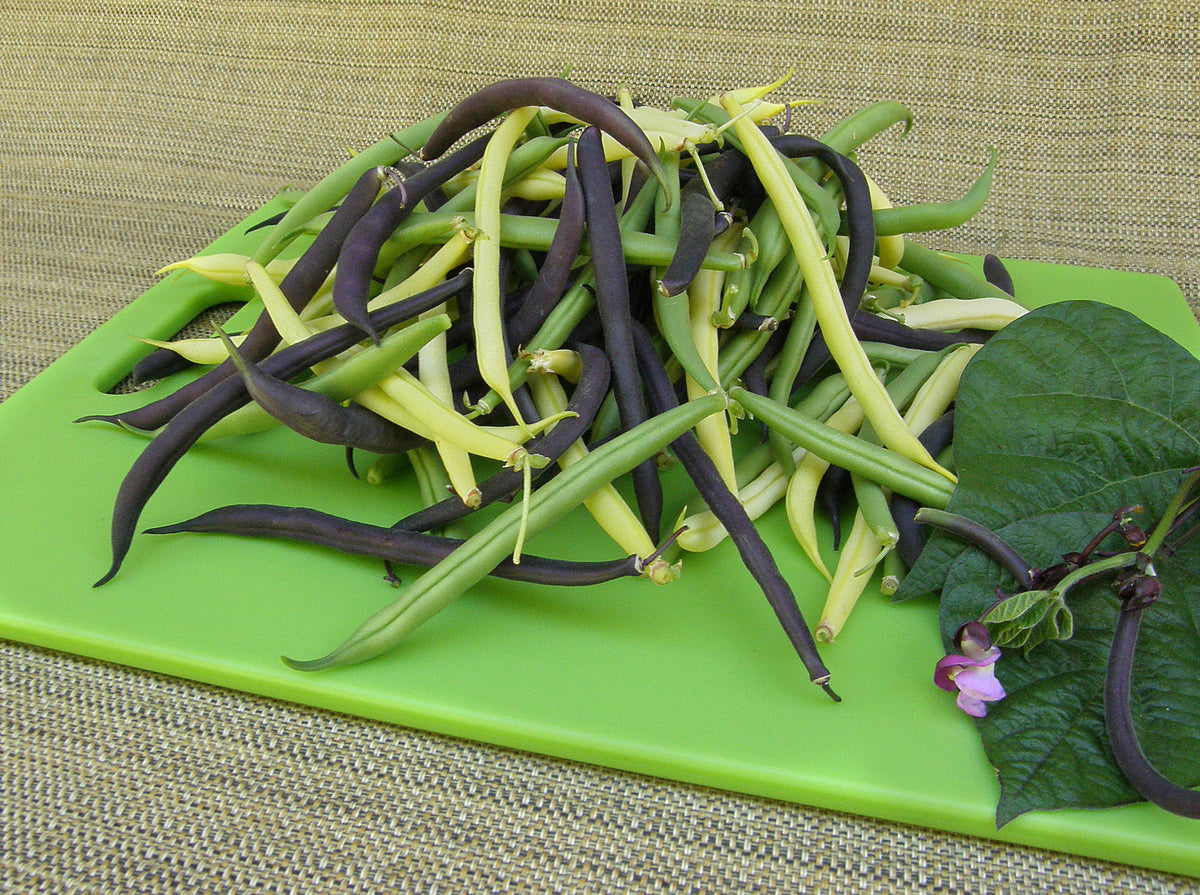 Tricolor Bush Beans - Gold, Purple & Green