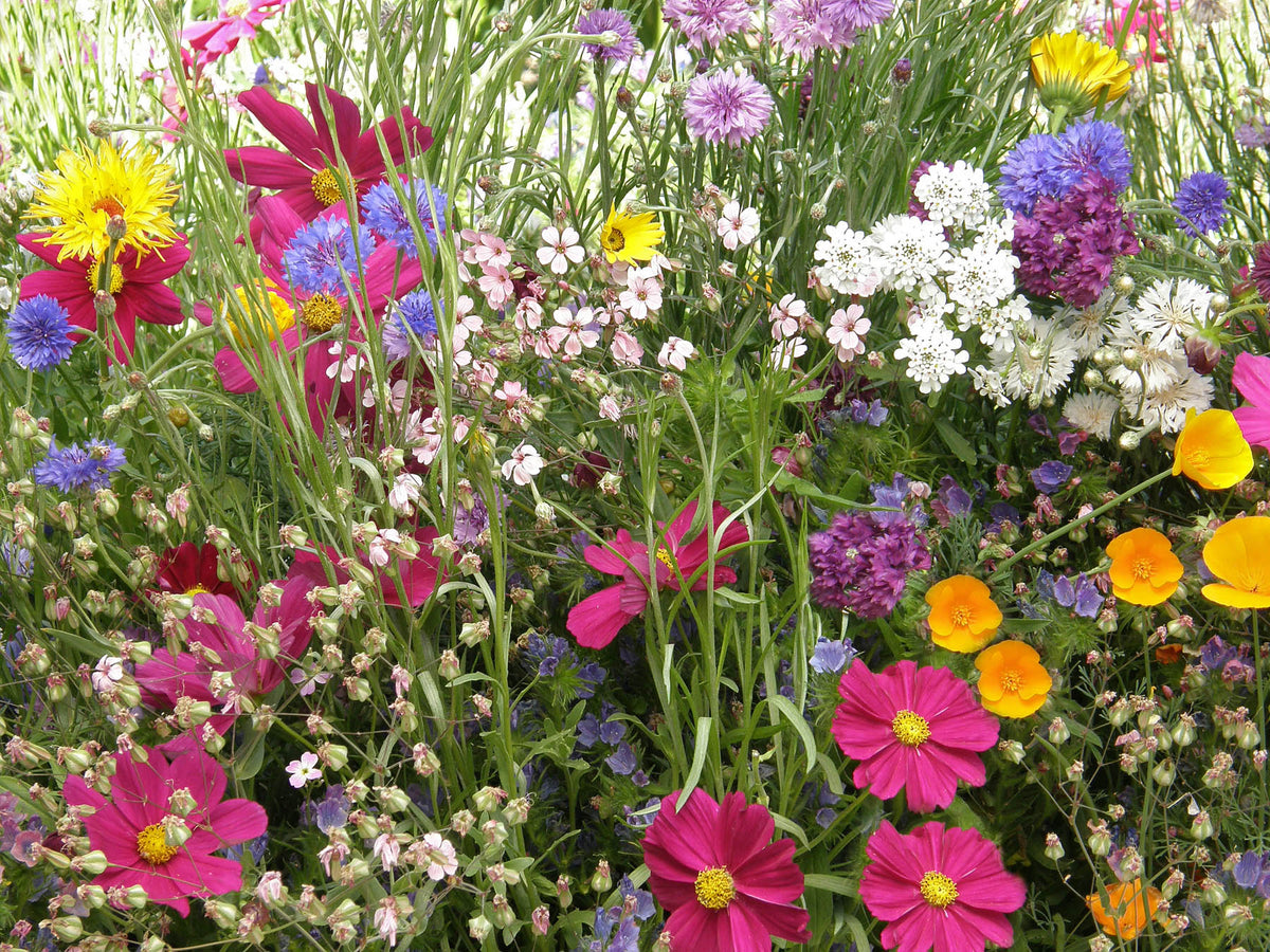 Pollinator Flowers - Early Blooming Beekeeper's Mix