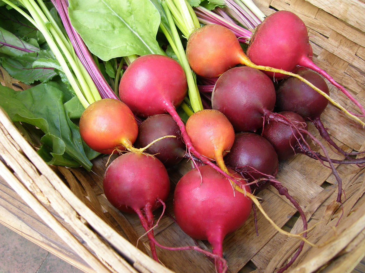 Jewel-Toned Beets - Red, Gold & Candystripe