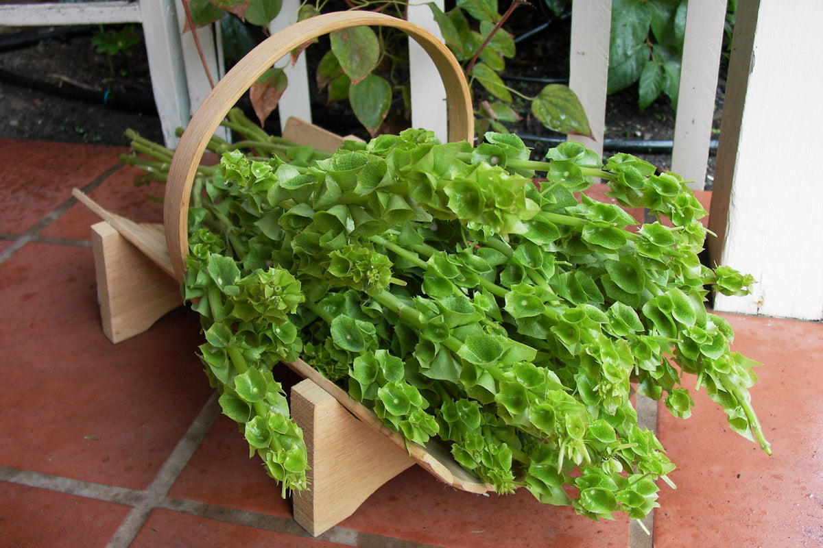 Heirloom Bells of Ireland - Antique Apple Green