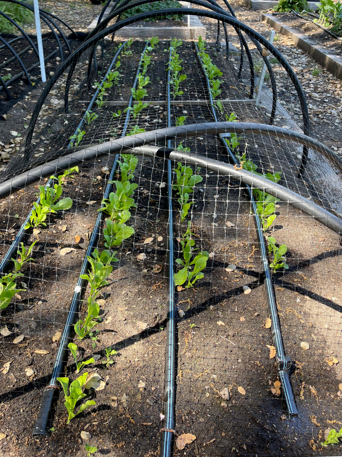 Bird X Netting: Critical Seedling Protection