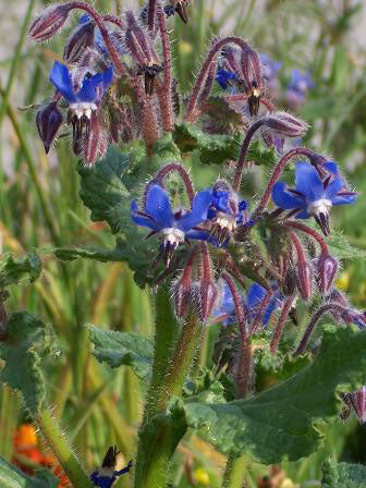Kitchen Herbs - Blue Borage