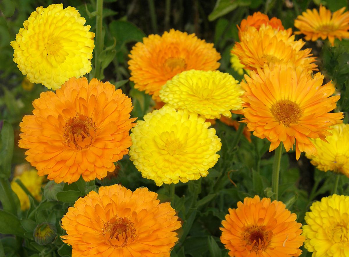 Butterfly Calendula Mix - Orange & Lemon Twist