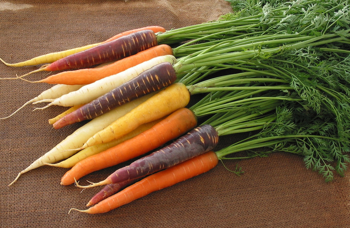 Rainbow Carrots - Harlequin Mix
