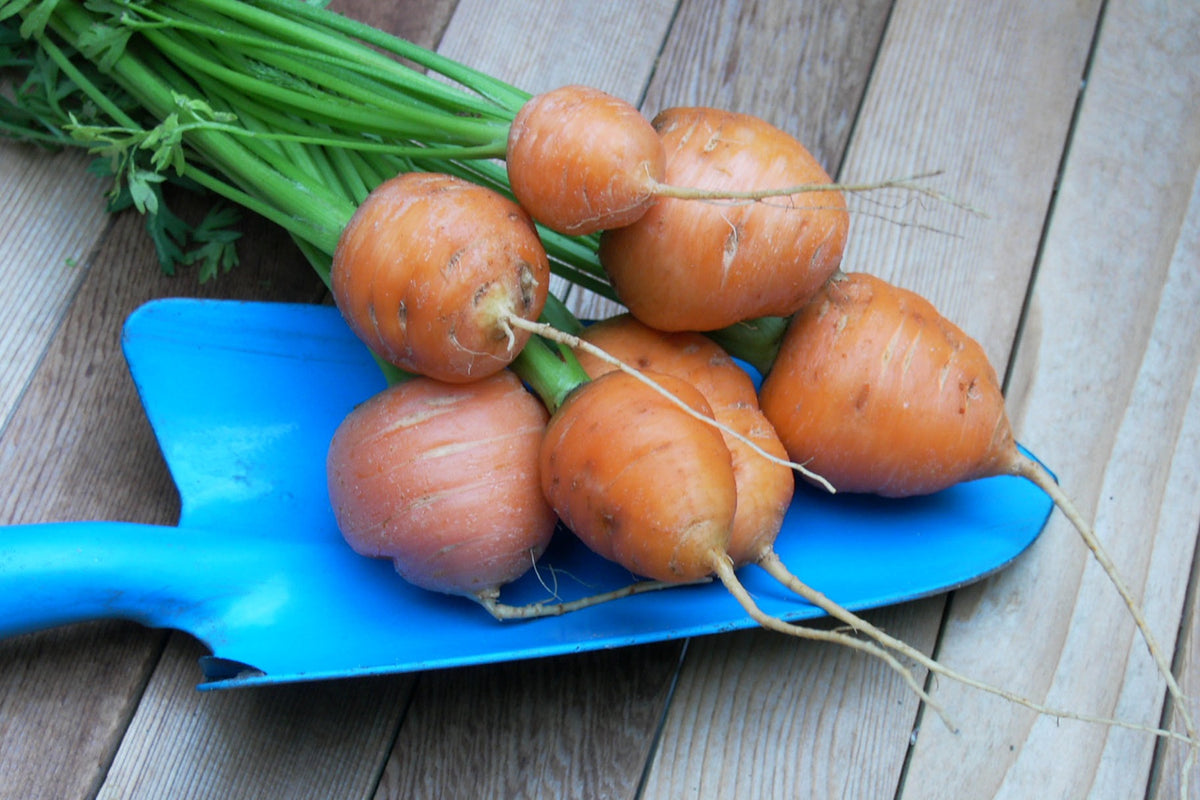 Round Baby Carrots - Romeo