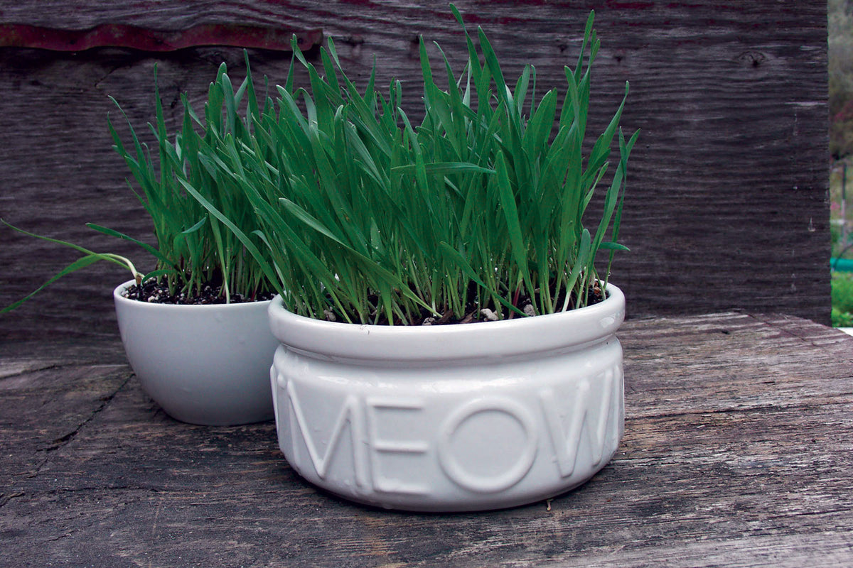 Container Cat Treats - Gourmet Mixed Greens
