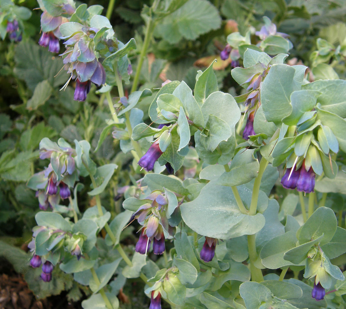 Hummingbird Cerinthe - Pride of Gibraltar