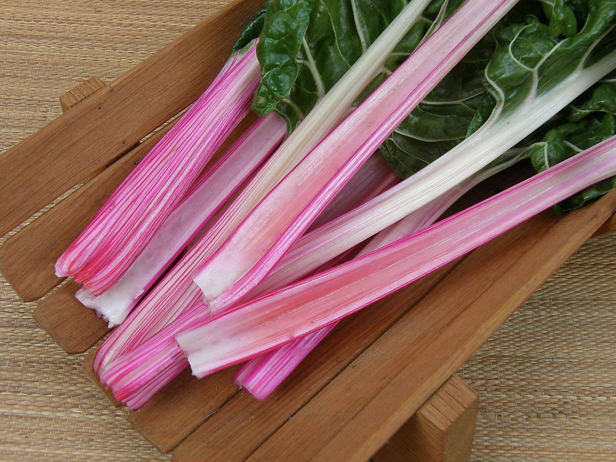 Gourmet Chard - Peppermint Stick
