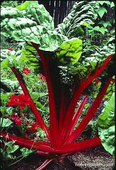 Gourmet Ruby Chard - Scarlet Charlotte