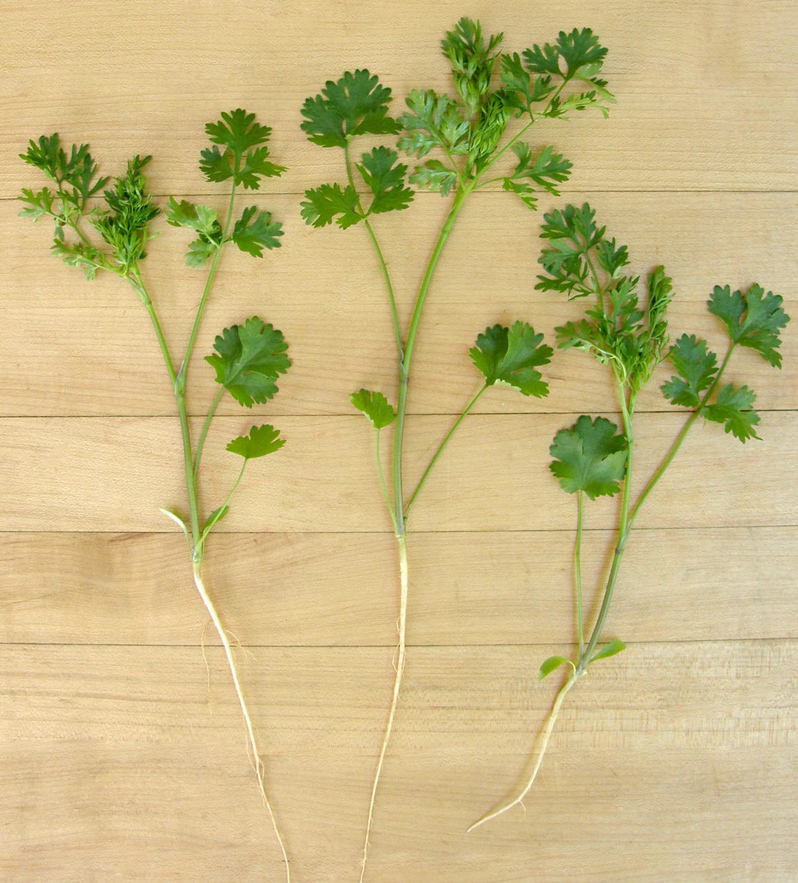 Vietnamese Heirloom - Bac Lieu Cilantro