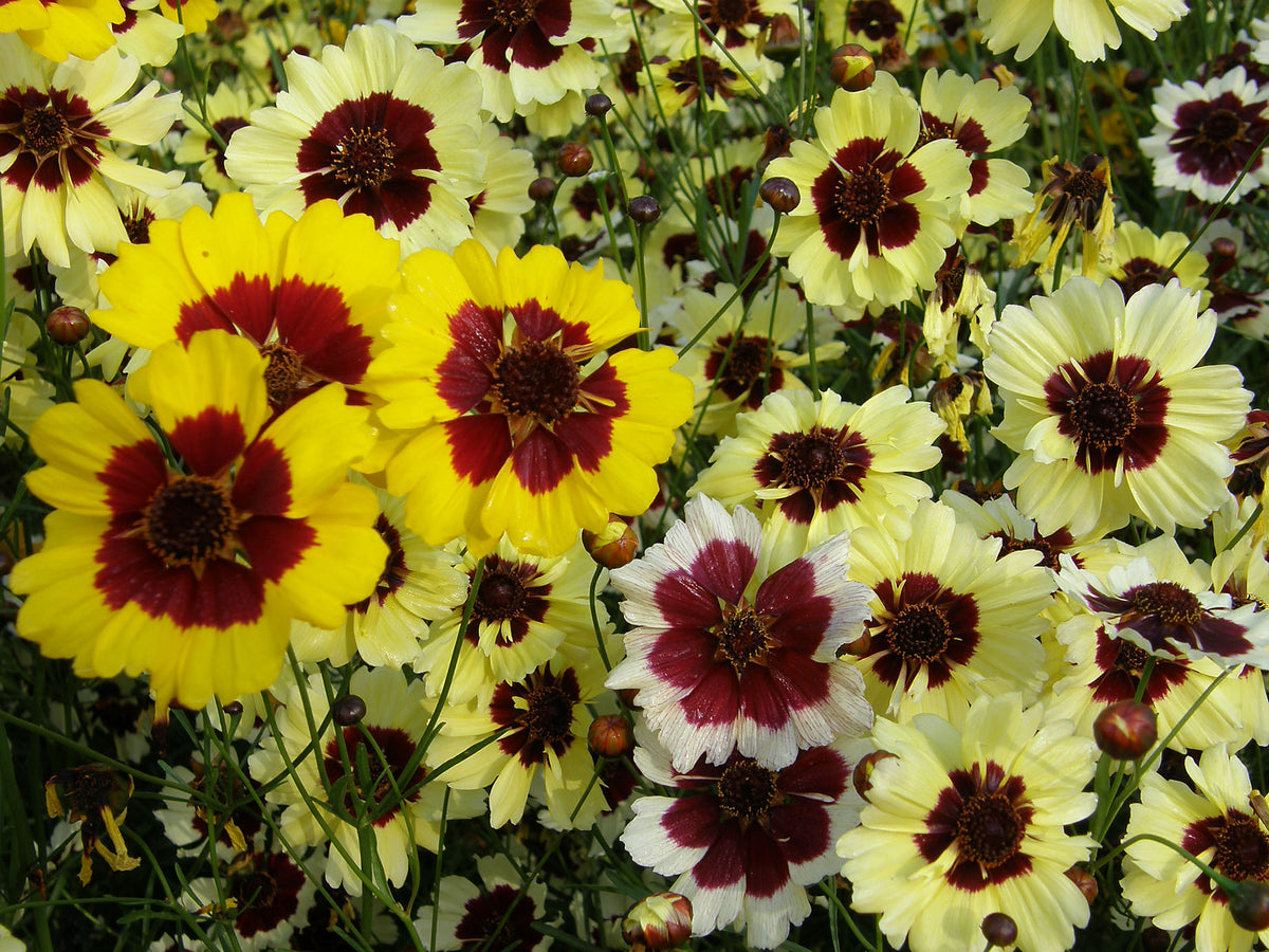Butterfly Coreopsis - Incredible