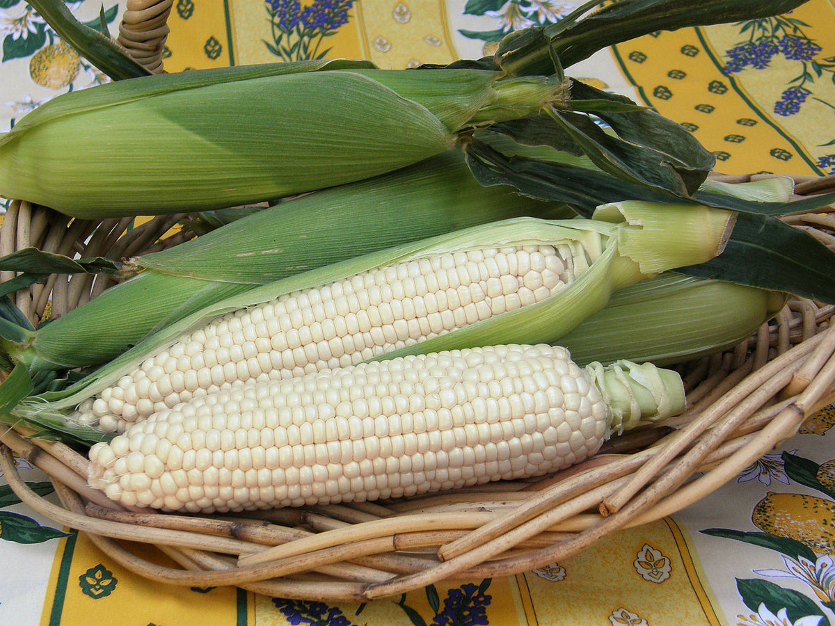 White Corn - Sugar Pearl