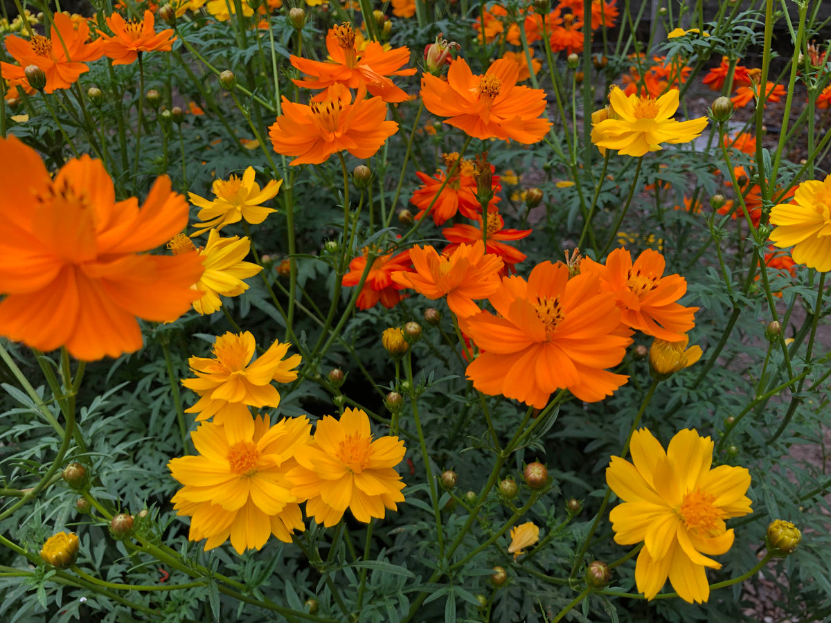 Butterfly Cosmos - Little Ladybirds