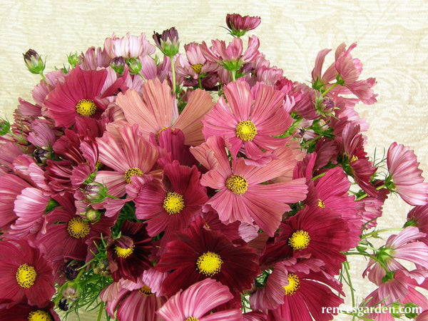 Bouquet Cosmos - Velouette