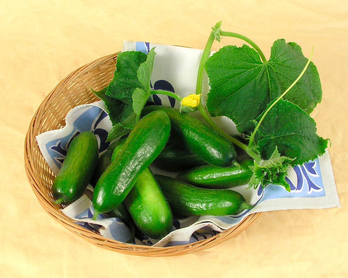 Persian Baby Cucumbers - Green Fingers