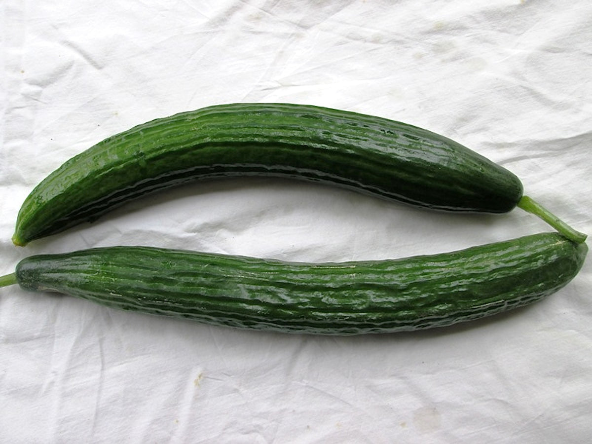 English Cucumber - Chelsea Prize