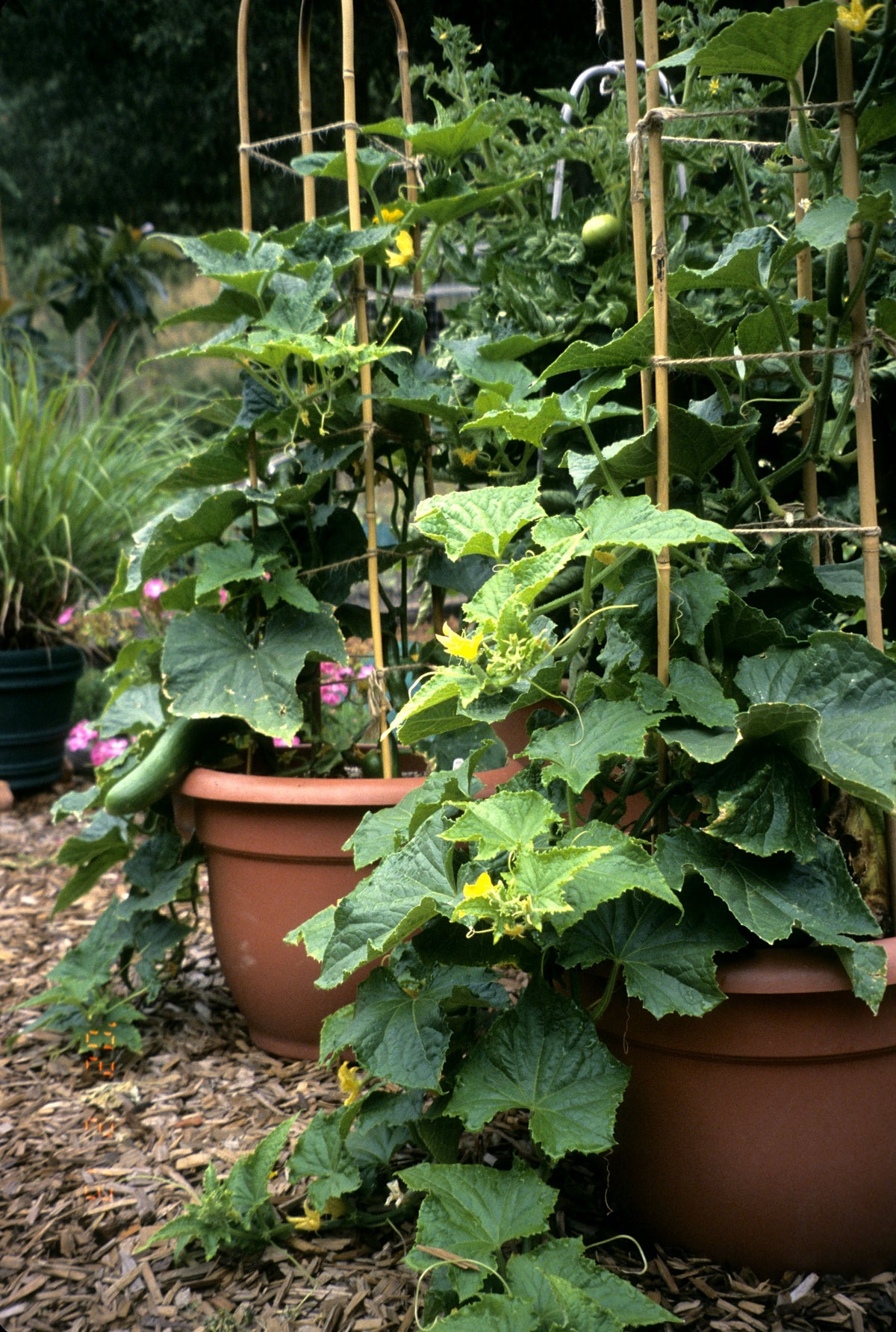 Container Cucumber - Bush Slicer