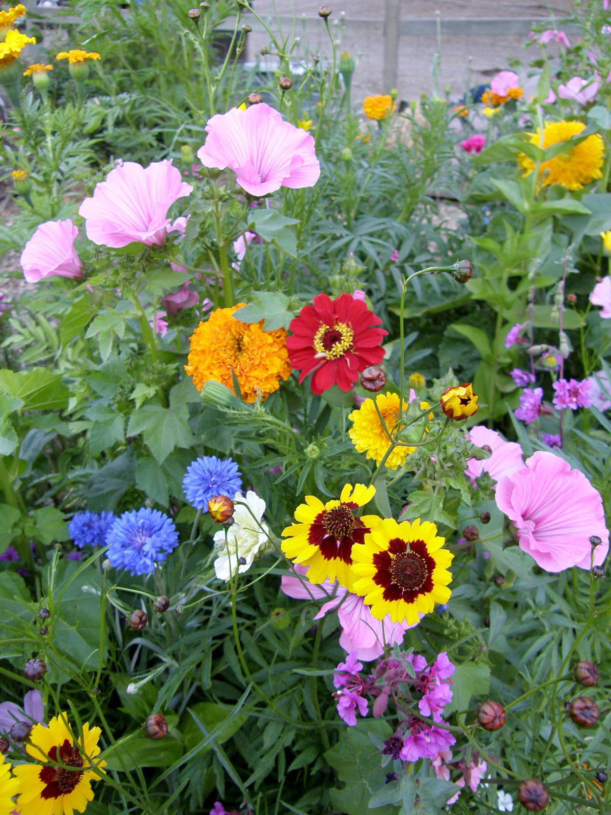 Scatter Gardens - Endless Bouquets Cut Flower Garden