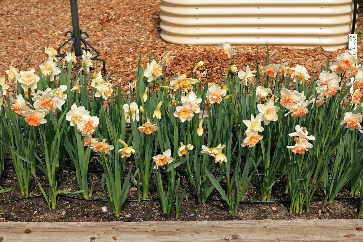 Daffodil Bulbs - Artisan Extra Fancy Mix