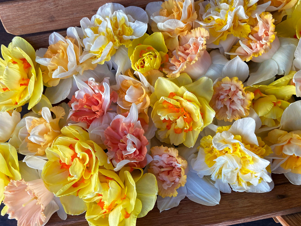 Daffodil Bulbs - Giants Double Mix
