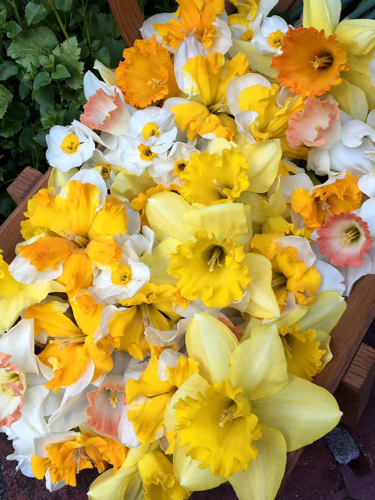 Daffodil Bulbs - Mild Winter Mix