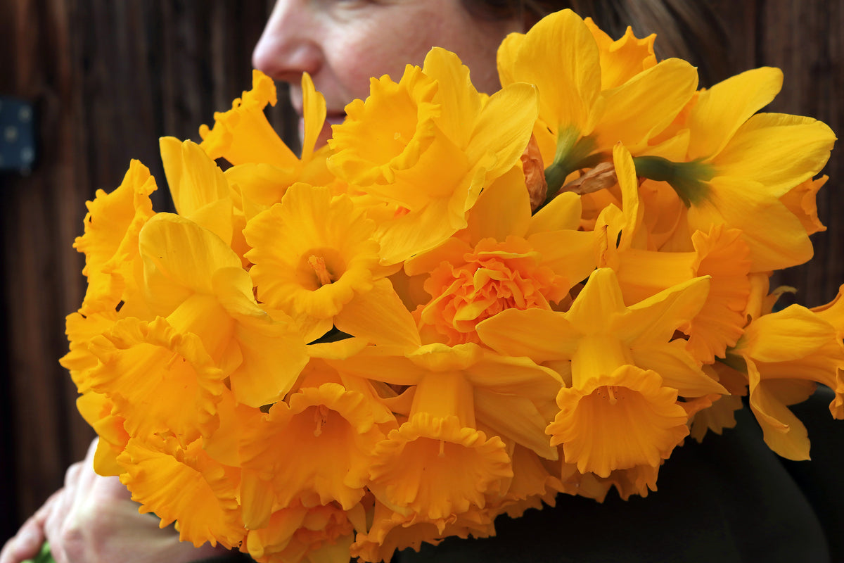 Daffodil Bulbs - Golden Hour Mix