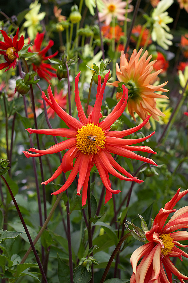 Pollinator Dahlias - Summer Fireworks