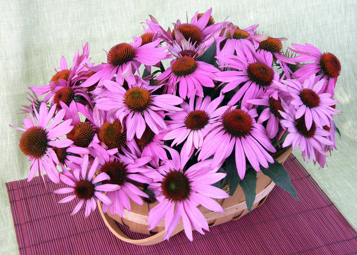 Butterfly Flowers - Starlight Echinacea