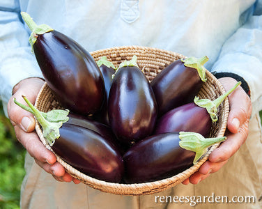 Container Eggplant - Little Prince