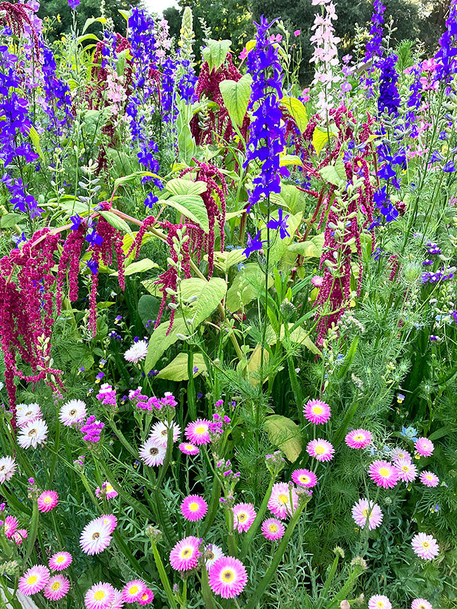 Pollinator Flowers - Everlasting Beauty Mix