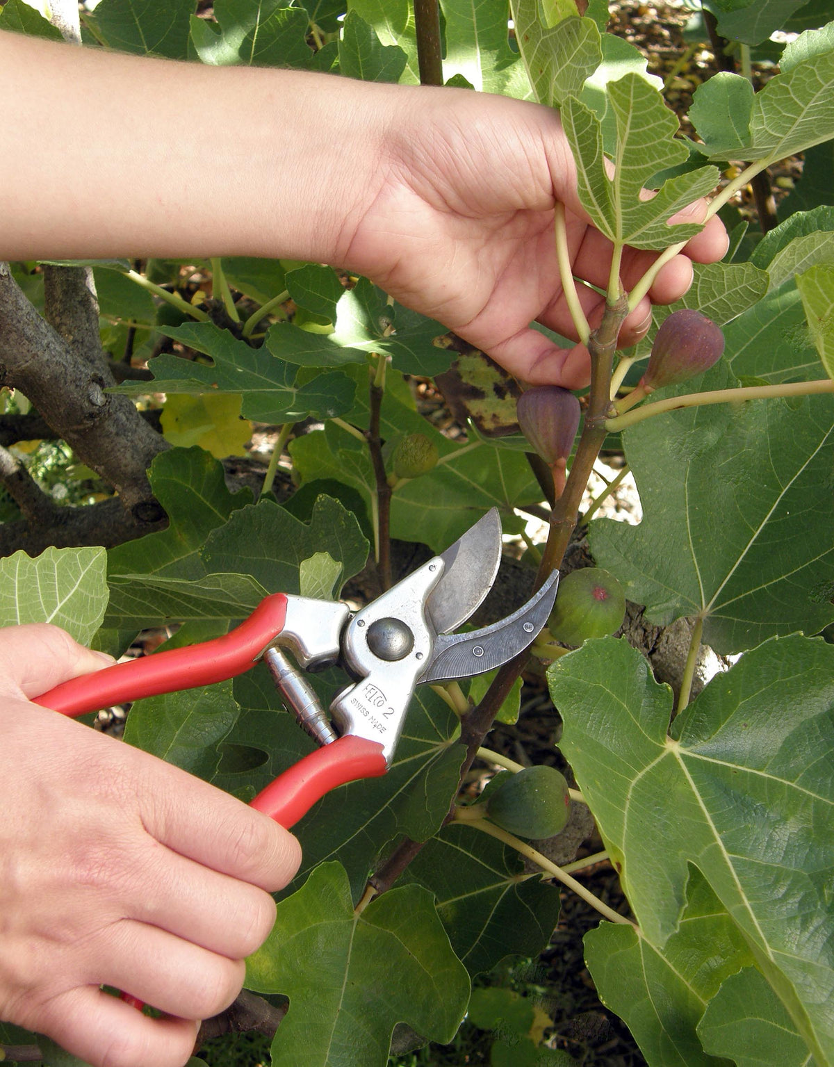 Felco Hand Pruners