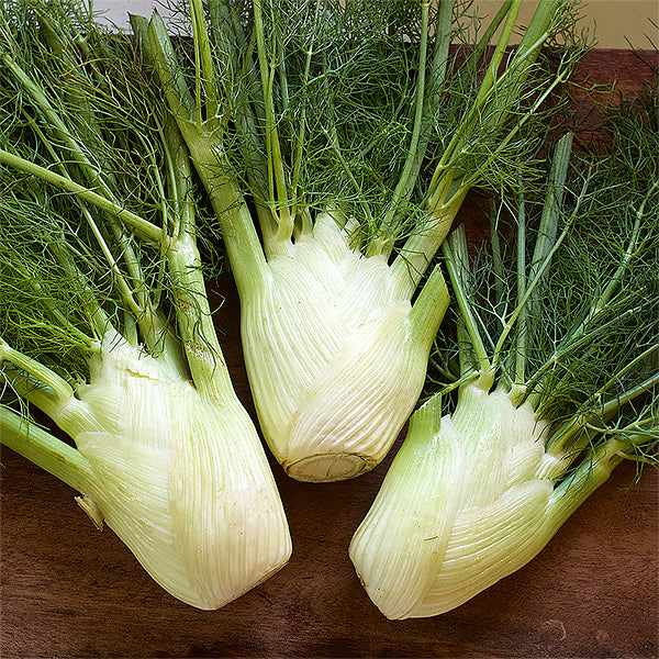 Bulbing Fennel - Solaris