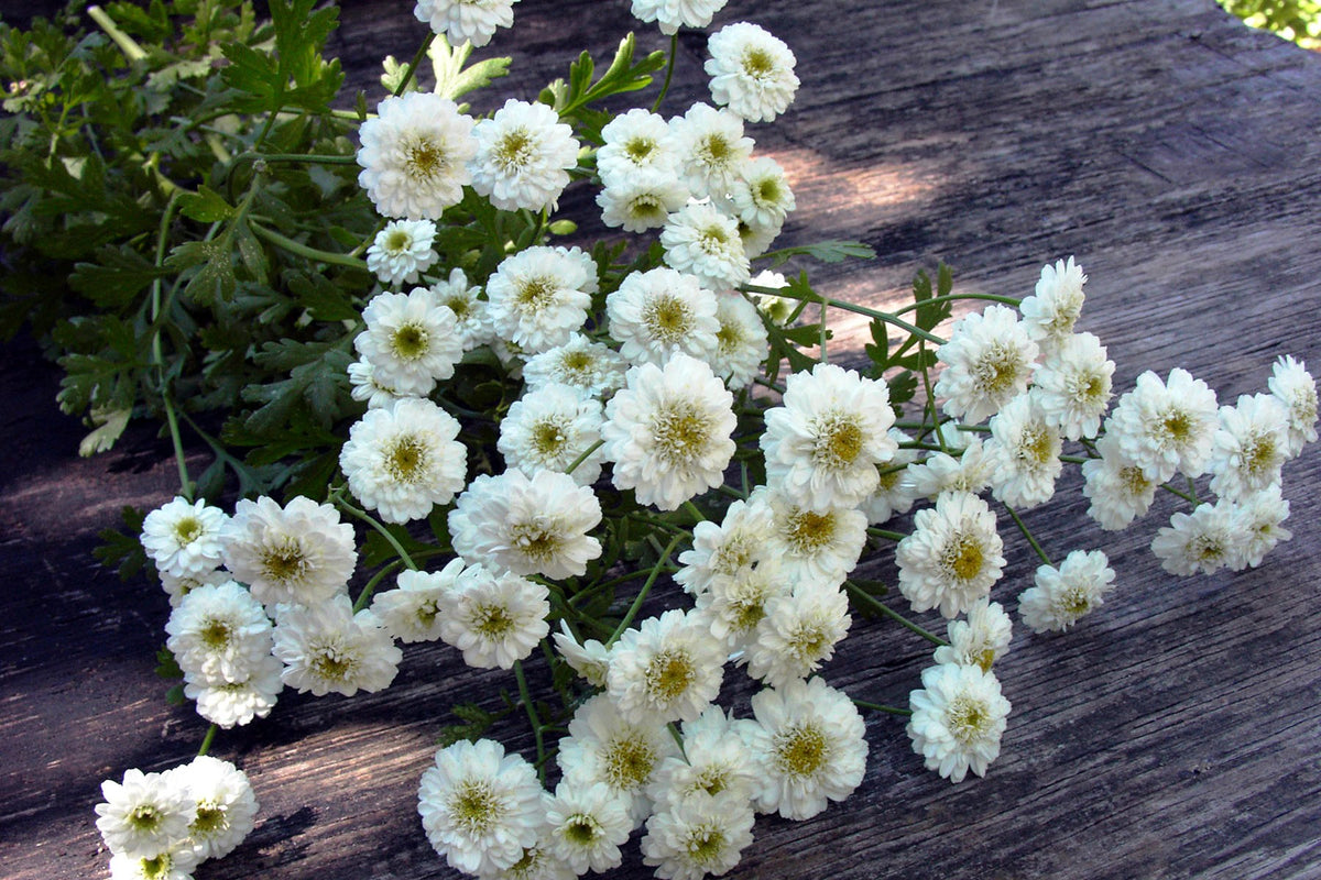 Heirloom Double Feverfew - White Wonder
