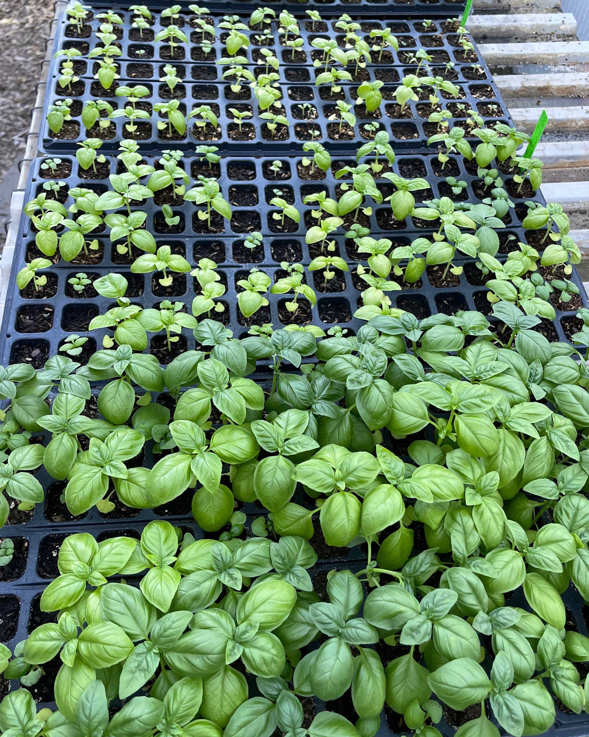 Fort Vee Seed Starting Mix