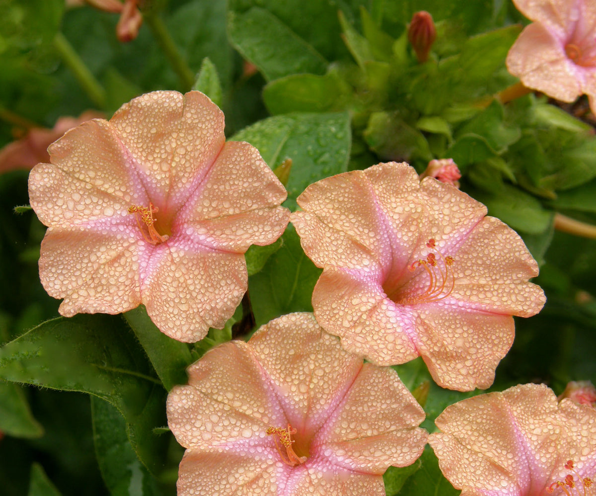 Hummingbird Four O’Clocks - Scented Peach Sunset