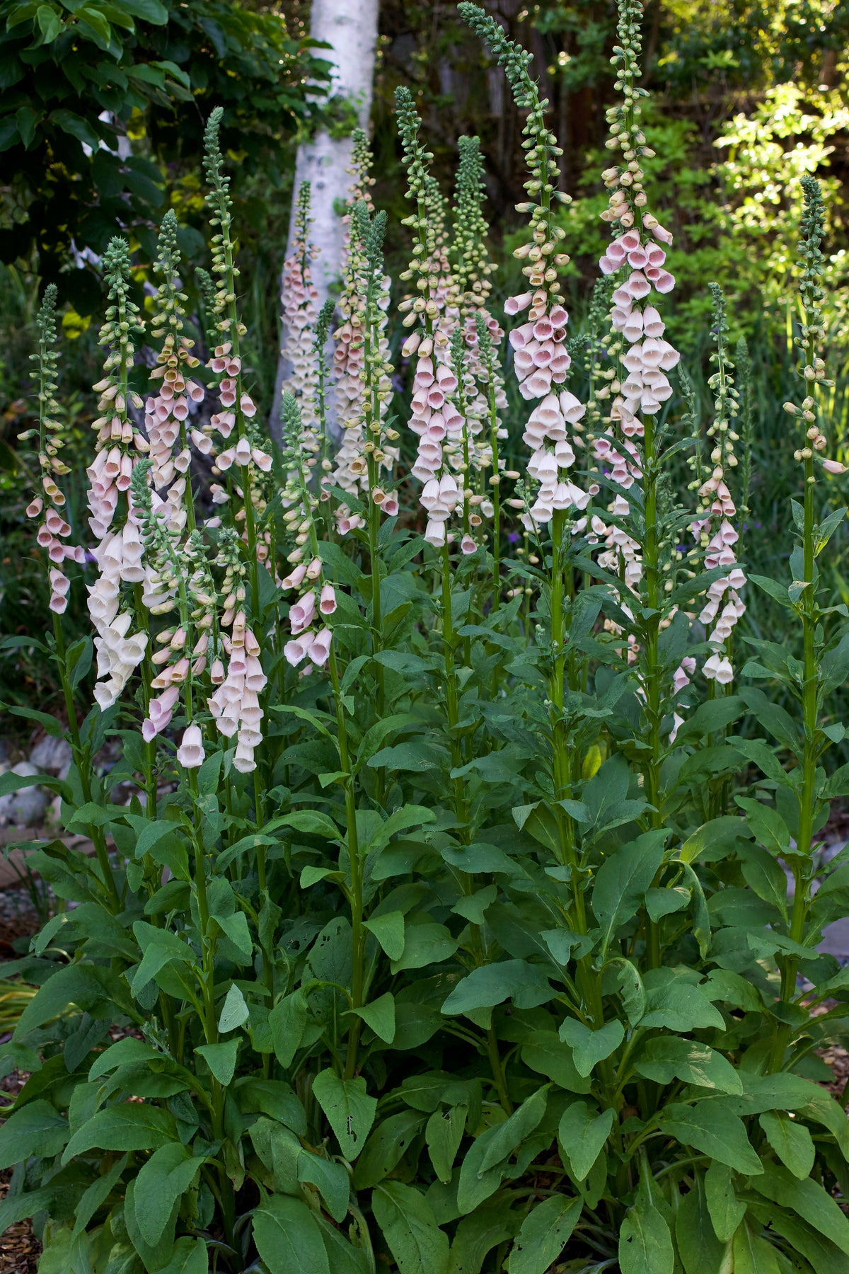 Heirloom Apricot Foxglove - Faerie Queen