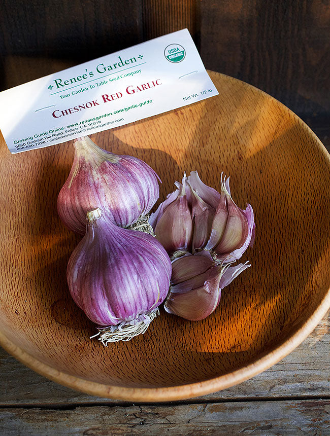 Seed Garlic - Chesnok Red Organic