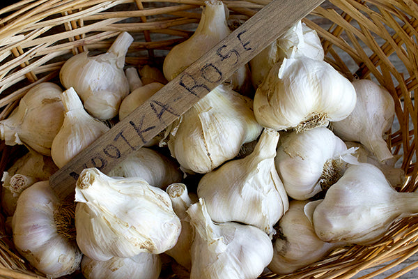 Seed Garlic - Nootka Rose