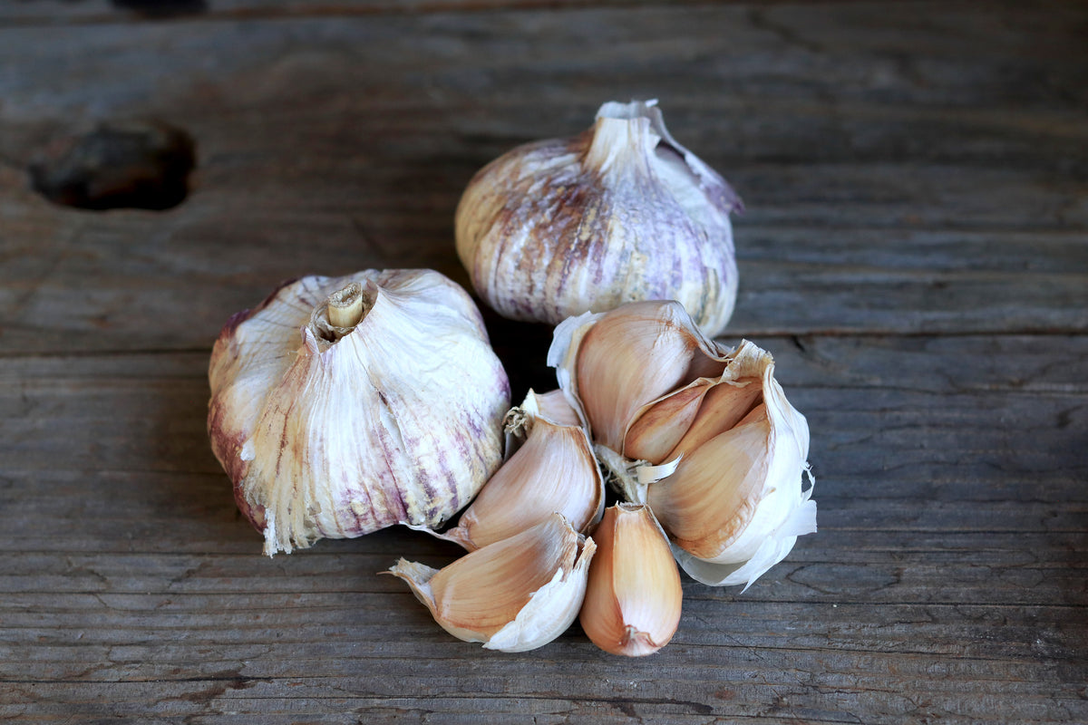 Seed Garlic - Spanish Roja