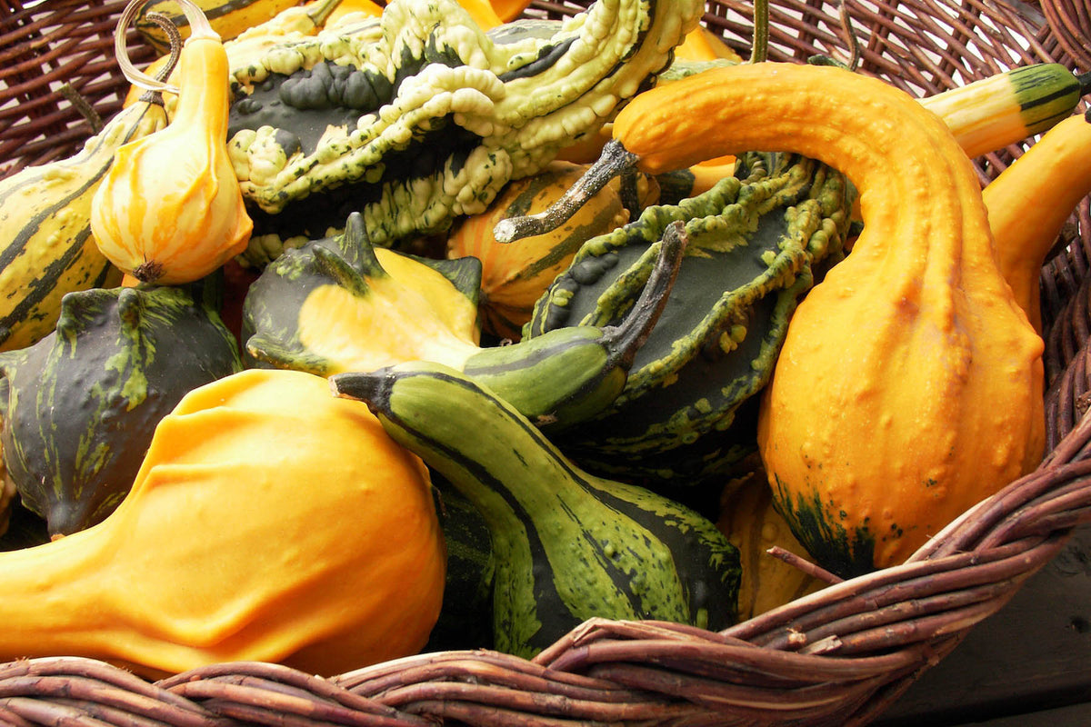 Ornamental Gourds - Wings and Warts
