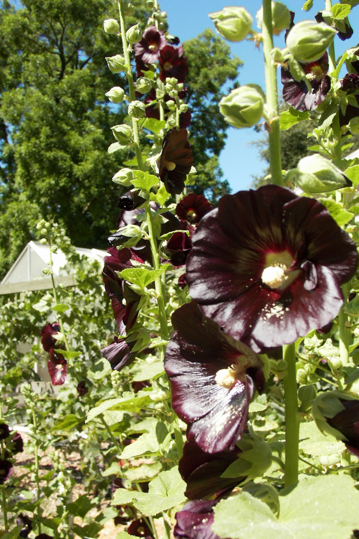 Heirloom Hollyhocks - Black Watchman