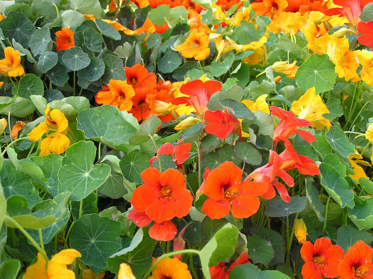 Bonus Pack - Seeds for a Hummingbird Garden