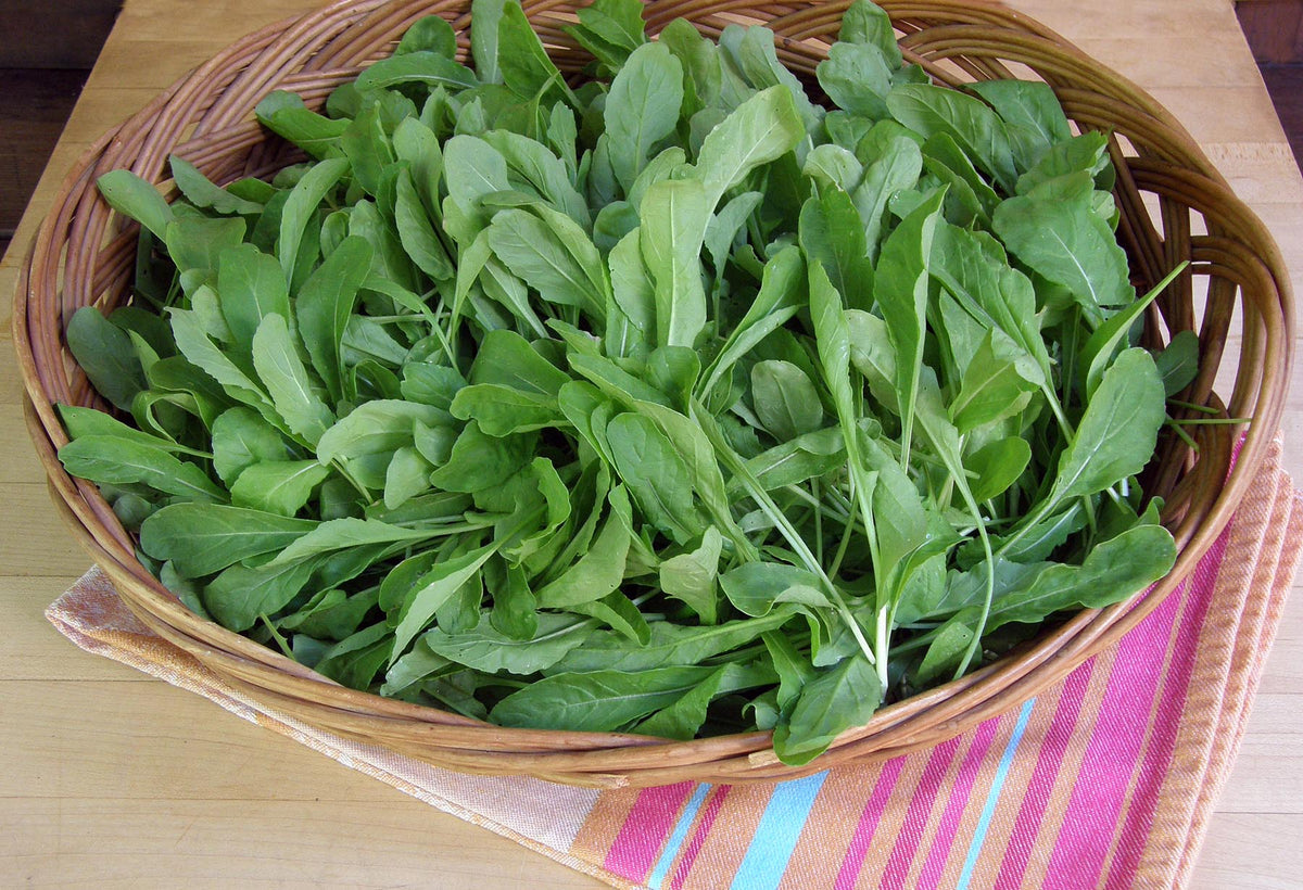 Kitchen Herbs - Heirloom Italian Arugula