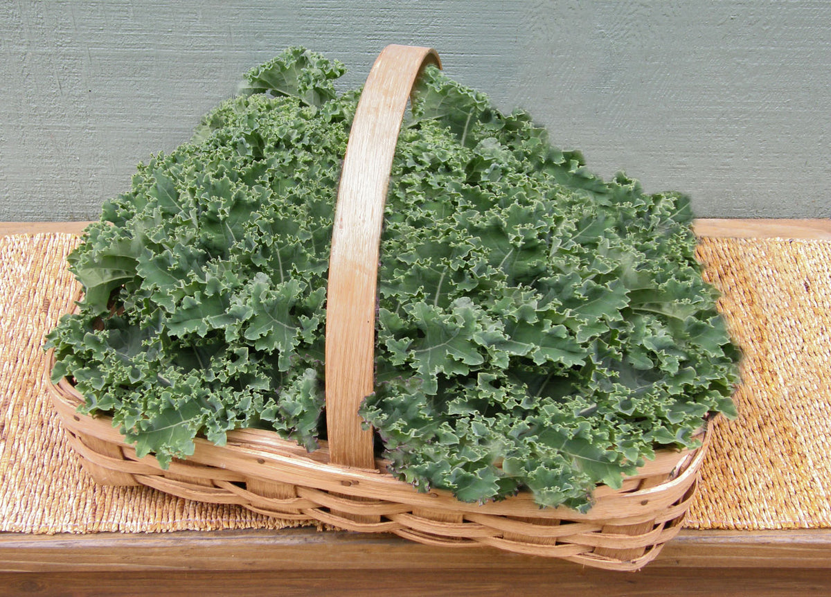 Triple-Curled Kale - Dutch Darkibor