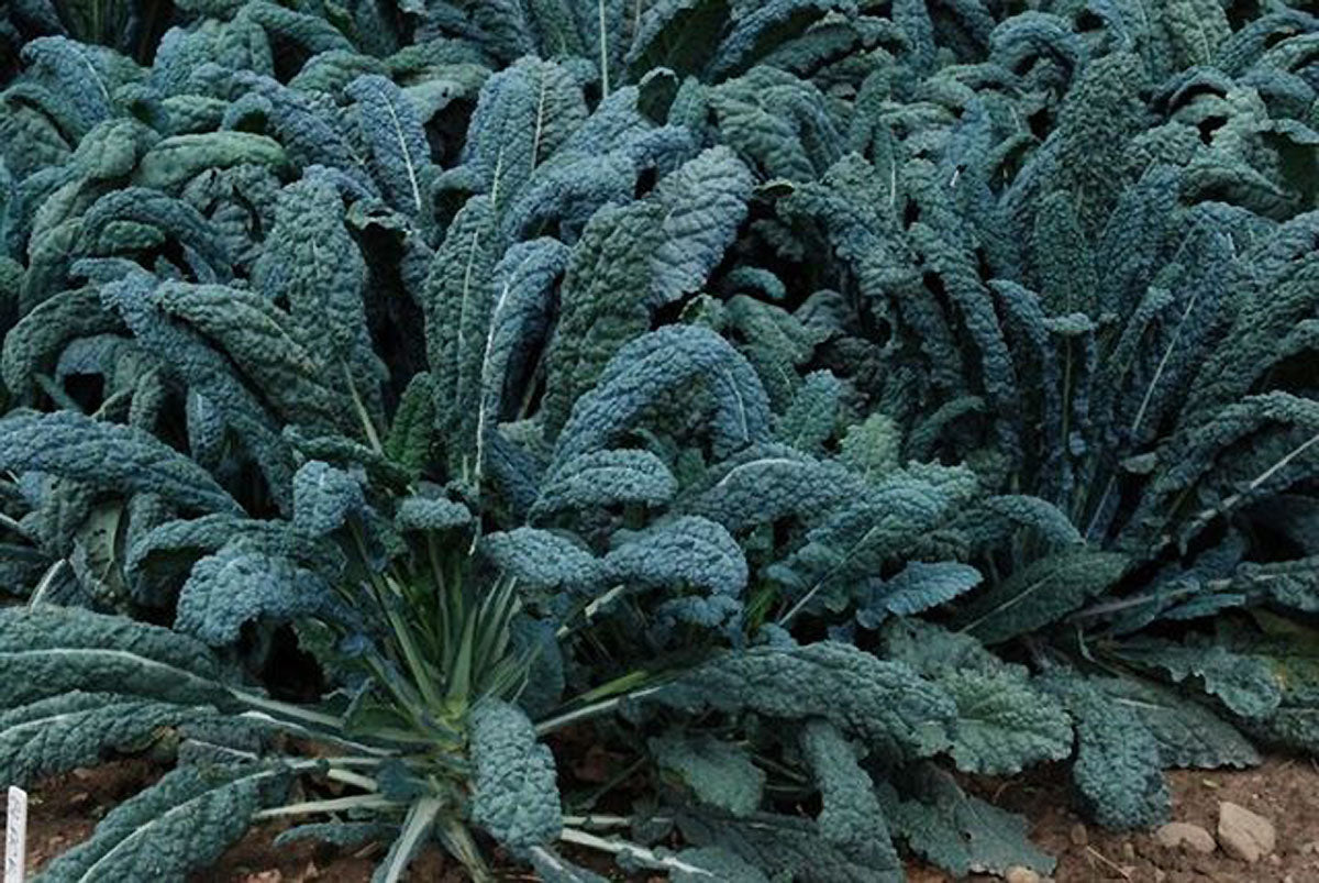 Heirloom Kale - Lacinato "Dinosaur" Organic